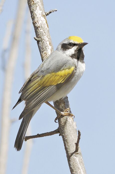 Golden-winged warbler